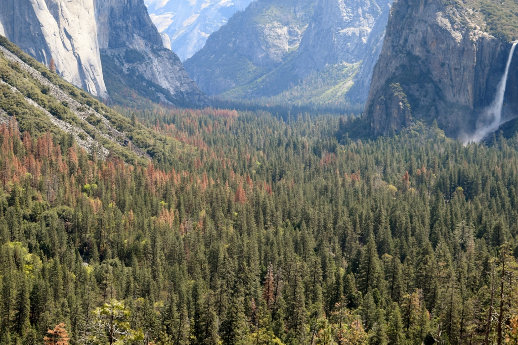 California SAF 2016 Summer Meeting: A Centennial Celebration – Professional Forestry in California