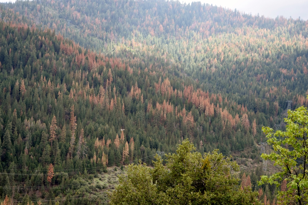 The Social Benefits of a Robust Woody Biomass Energy Sector in California